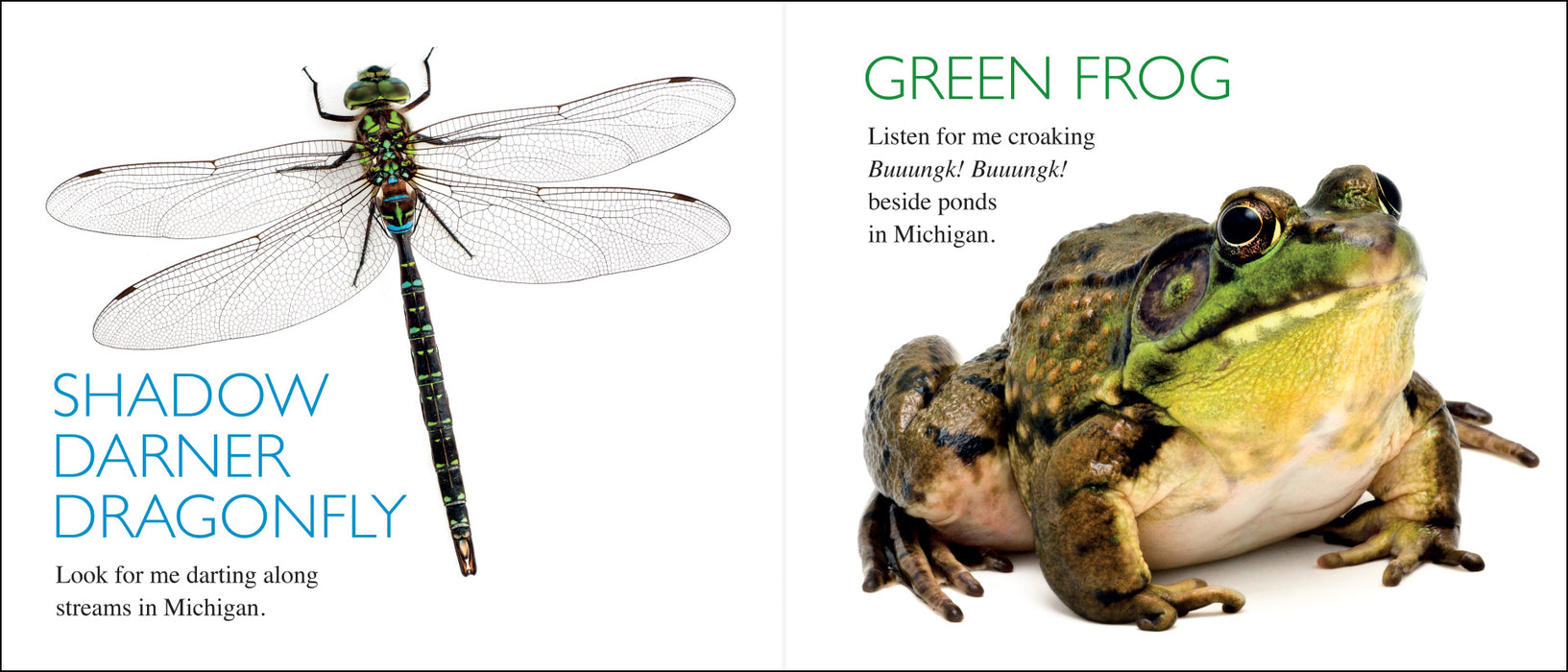 Curious Critters: Michigan Board Book